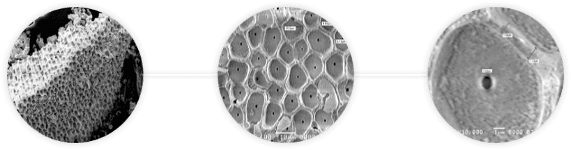 cấu trúc tổ ong của aquamin - canxi hữu cơ từ tảo biển