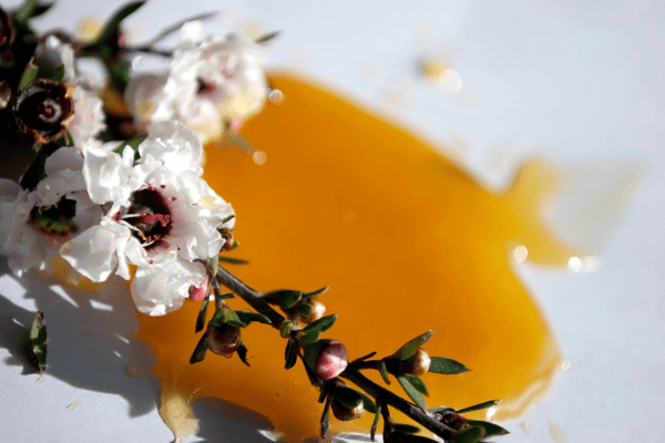 mật ong manuka được tạo nên từ mật của loài hoa manuka