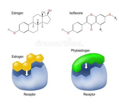 Cơ chết hoạt động của isoflavone so với các estrogen tổng hợp/nội sinh
