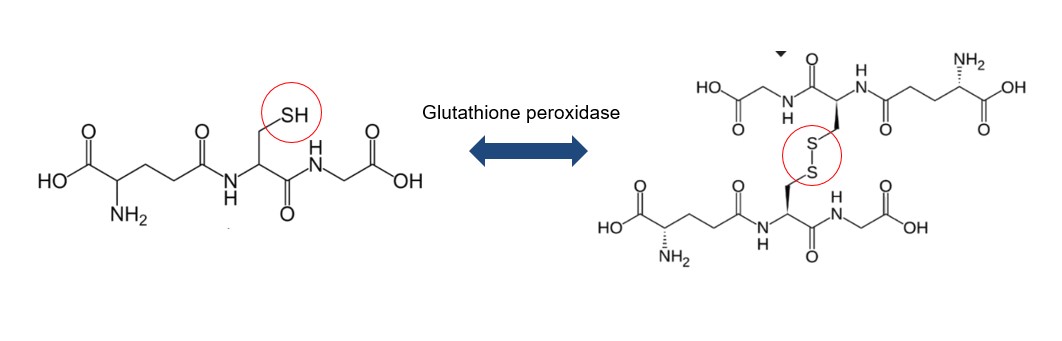 Phân loại glutathione