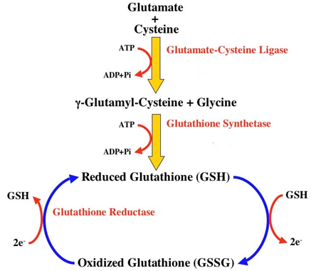 Quá trình chuyển hóa của Glutathione trong cơ thể