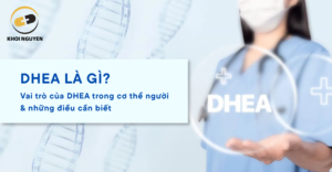 Vai trò của DHEA trong cơ thể